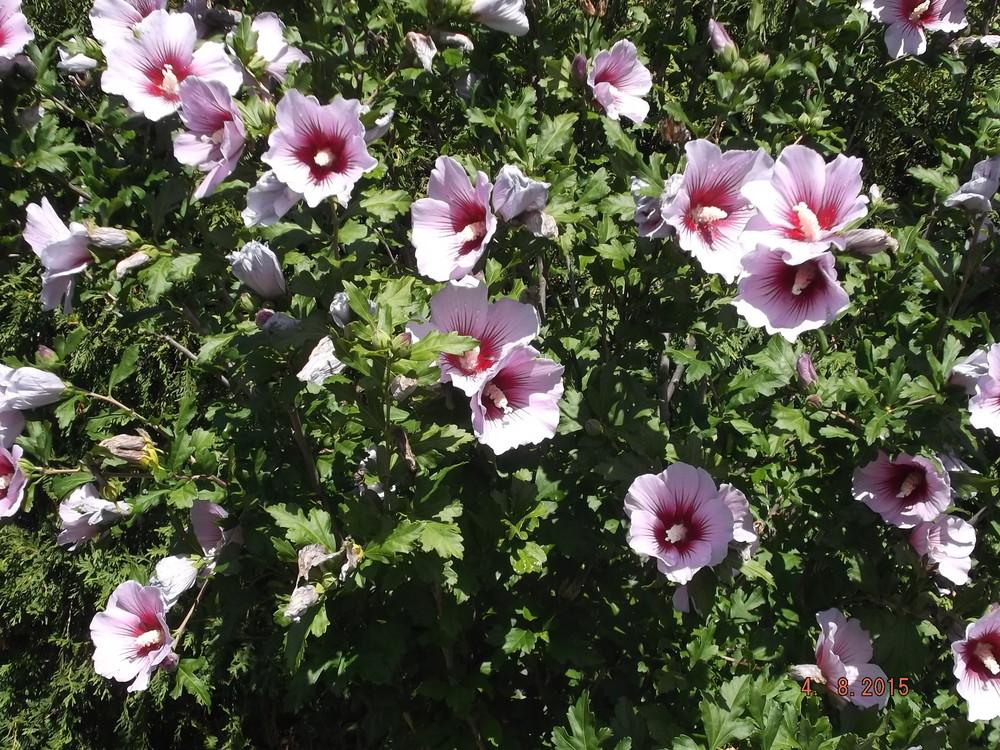 Photo of Roses of Sharon (Hibiscus syriacus) uploaded by linjarvis