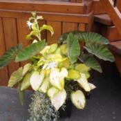 planter with Stained Glass Hosta and Snow in Summer