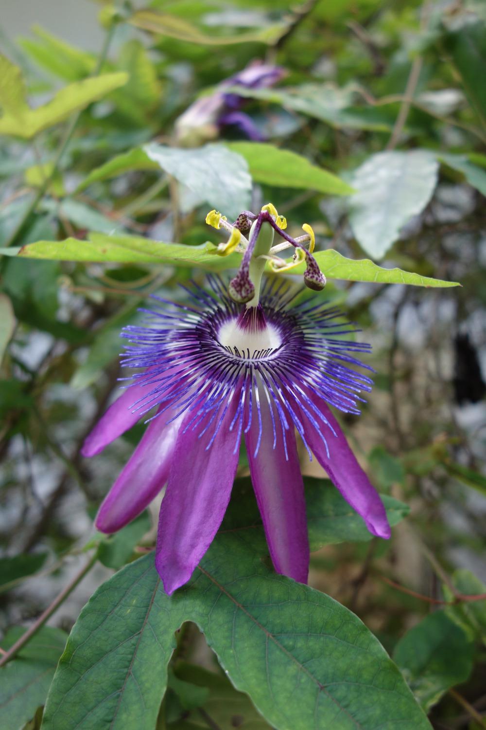 Photo of Amethyst Passion Flower (Passiflora 'Lavender Lady') uploaded by mellielong