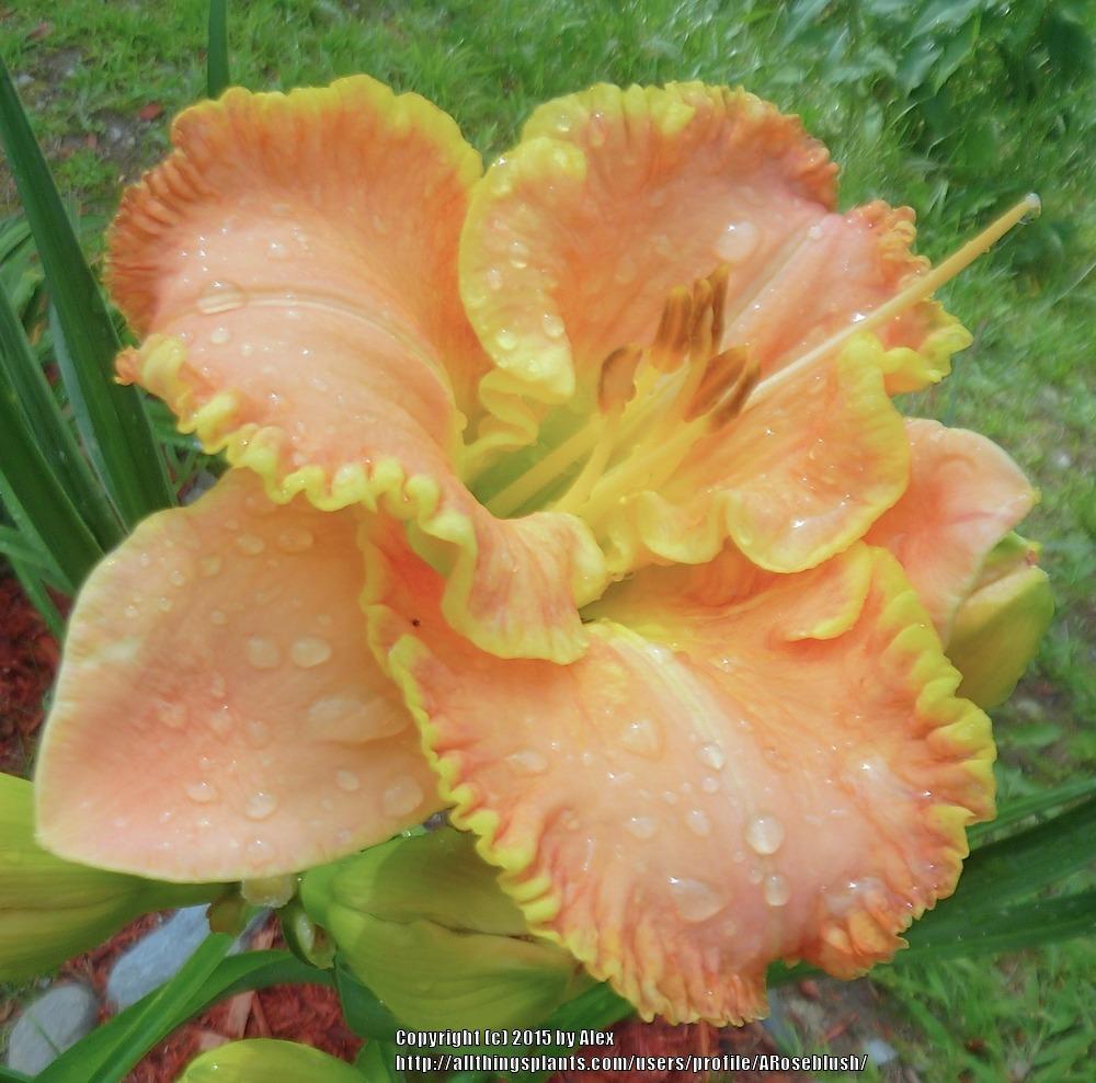 Photo of Daylilies (Hemerocallis) uploaded by ARoseblush