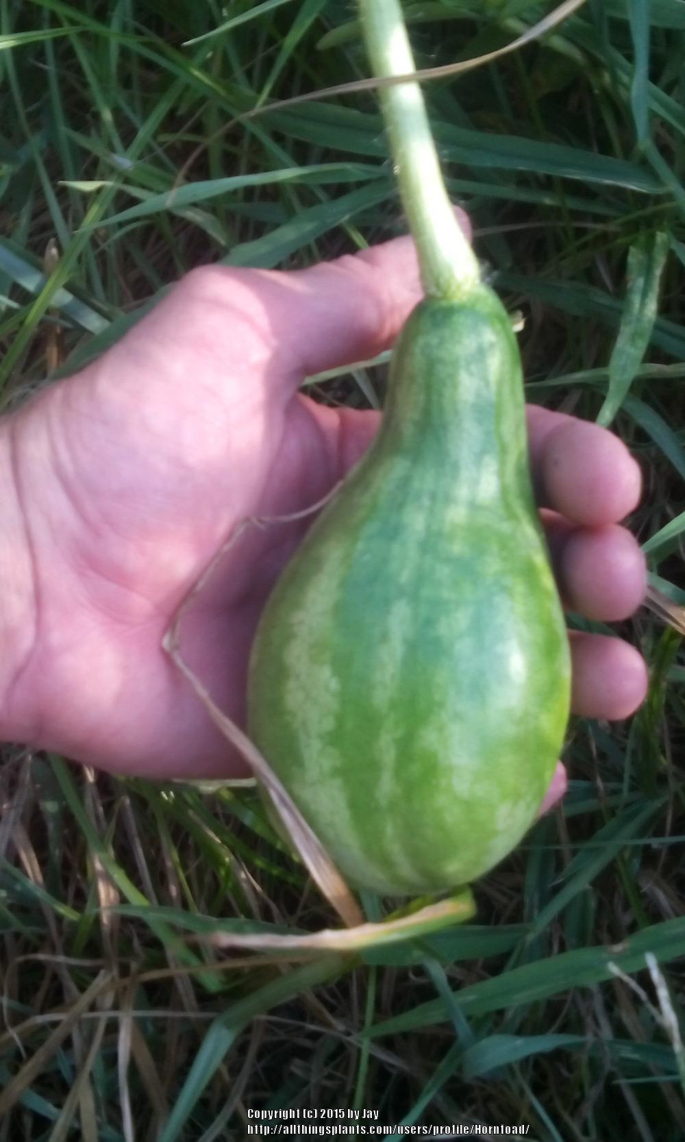 Photo of Watermelon (Citrullus lanatus 'Schochler') uploaded by Horntoad