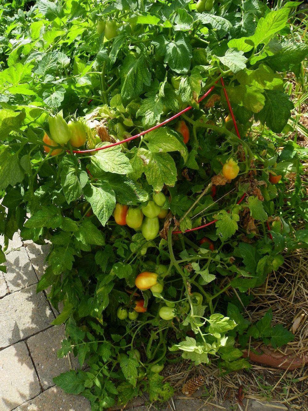 Photo of Tomato (Solanum lycopersicum 'Roma') uploaded by Newyorkrita