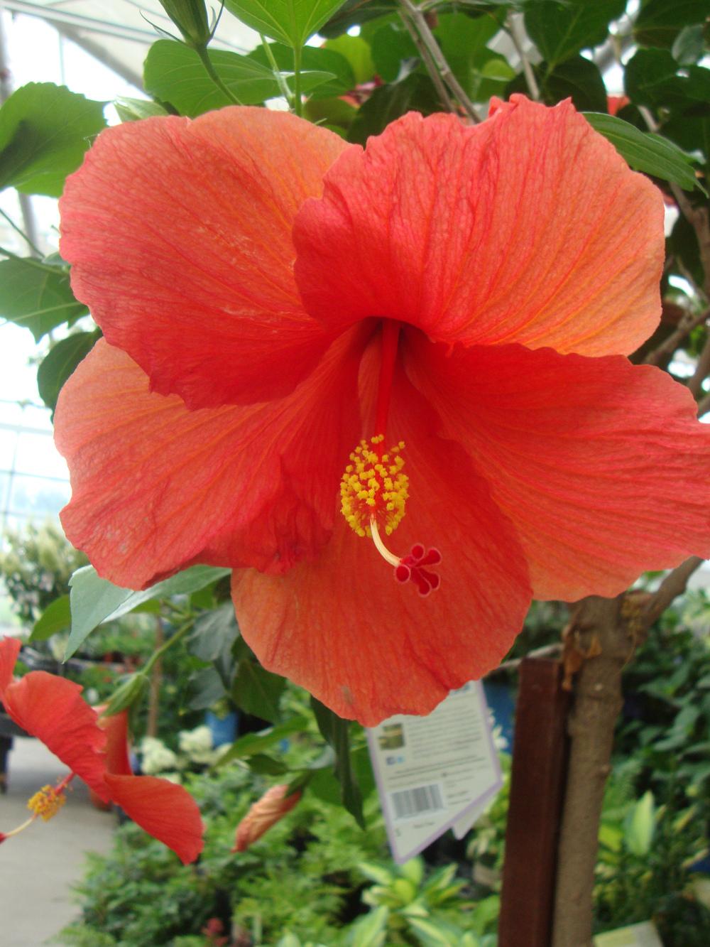 Photo of Tropical Hibiscuses (Hibiscus rosa-sinensis) uploaded by Paul2032