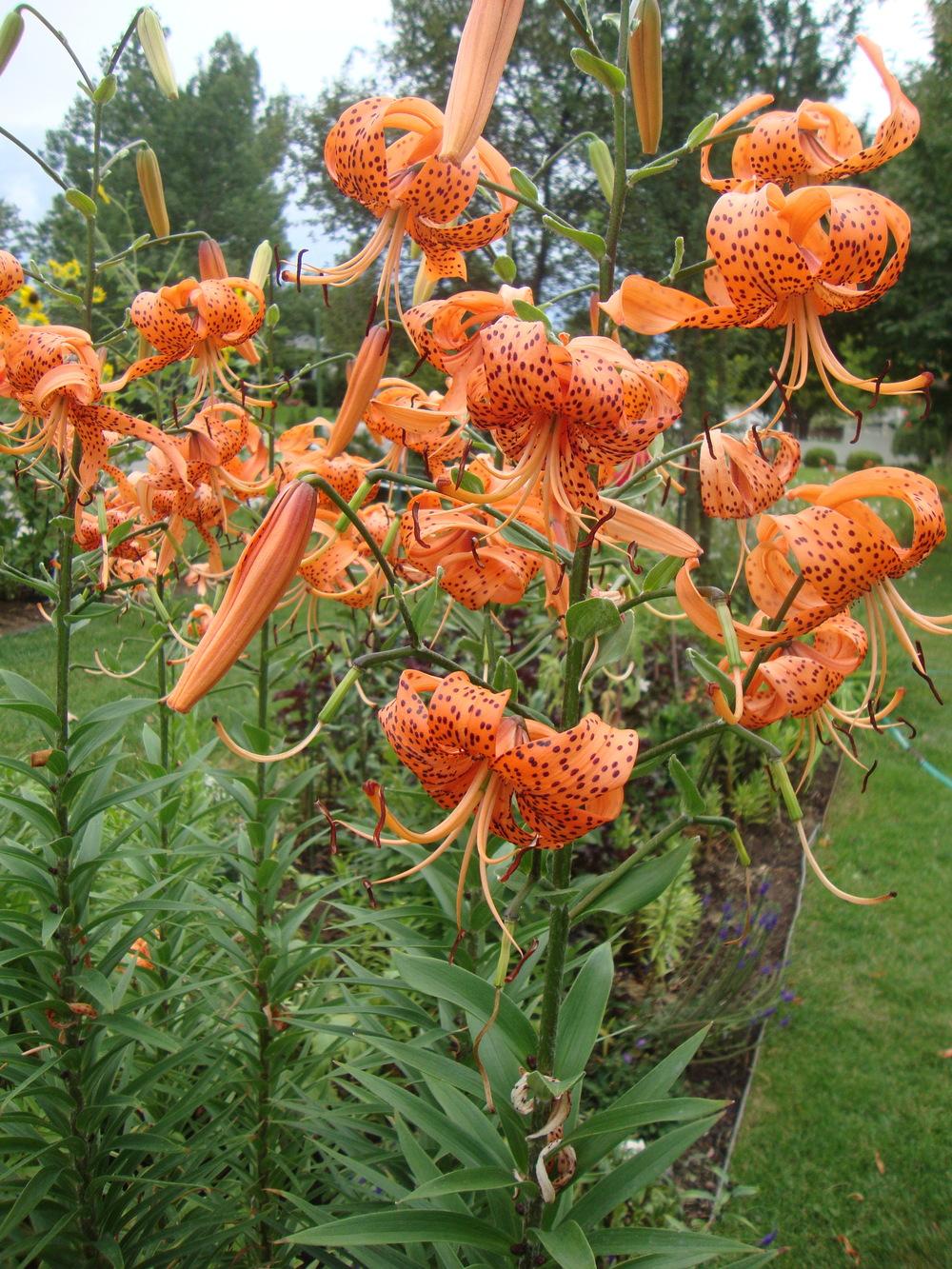 Photo of Tiger Lily (Lilium lancifolium) uploaded by Paul2032