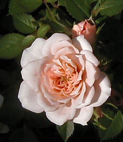Photo of Rose (Rosa 'Baby Austin') uploaded by RoseBlush1