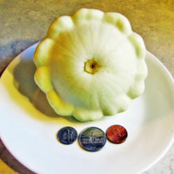 Location: My Gardens
Date: August 6, 2015
First Patty Pan 2015: Coins Show Comparitive Size.