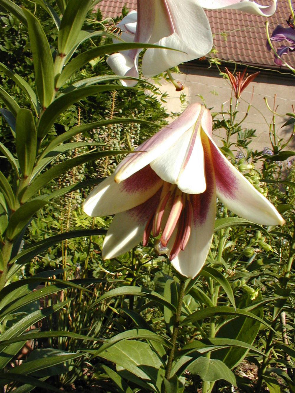 Photo of Lily (Lilium 'Passion Moon') uploaded by admin