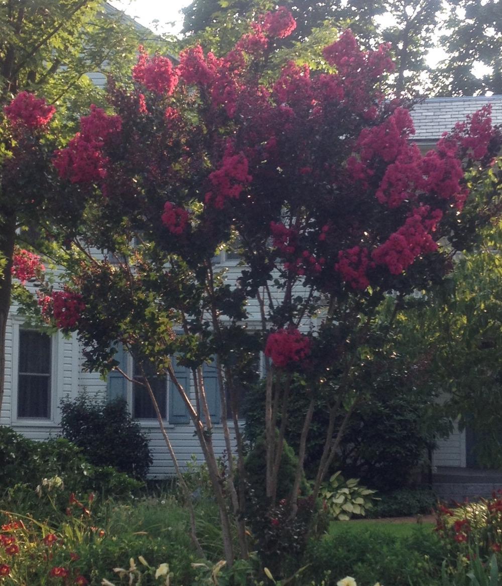 Photo of Crepe Myrtle (Lagerstroemia Pink Velour®) uploaded by csandt