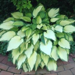 Location: 382 River Road, Pequea, PA 17565
Date: August 5, 2015
Reliable hosta in shade or part sun, but it burns when grown in t