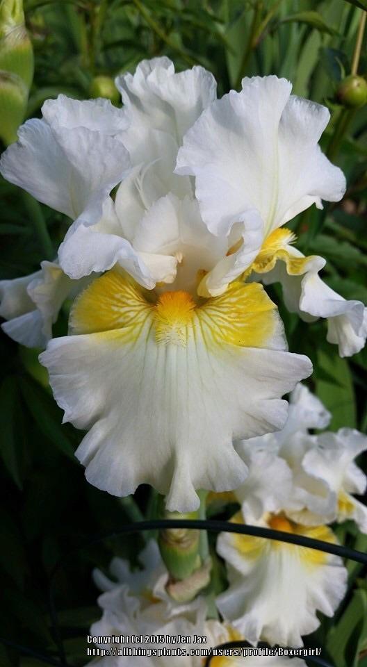 Photo of Tall Bearded Iris (Iris 'Be a Dream') uploaded by Boxergirl