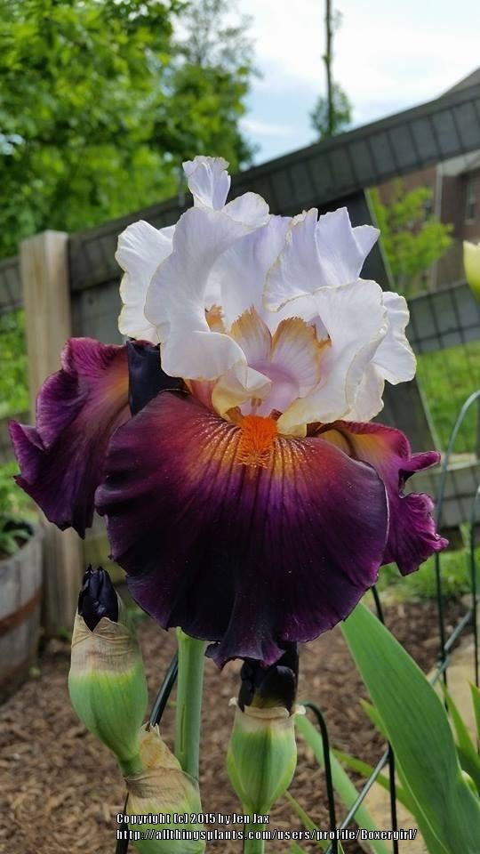 Photo of Tall Bearded Iris (Iris 'Connection') uploaded by Boxergirl