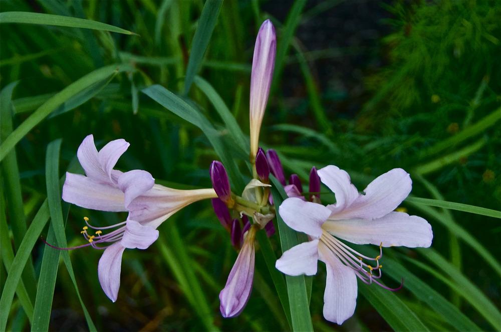 Photo of Surprise Lily (Lycoris squamigera) uploaded by Fleur569
