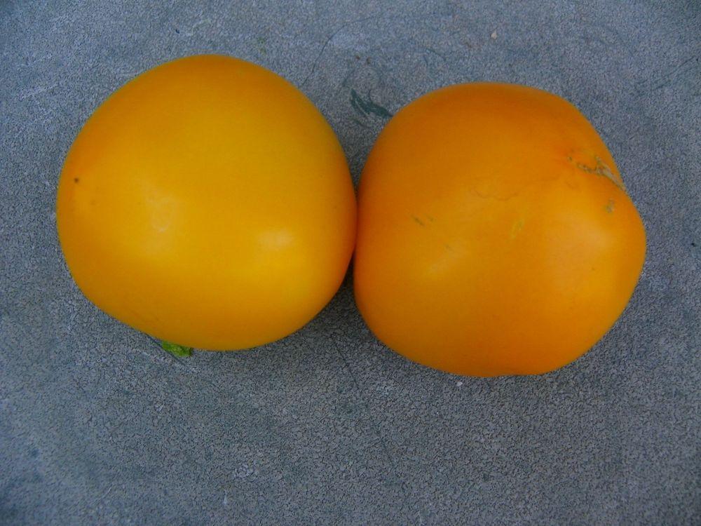 Photo of Tomato (Solanum lycopersicum 'Lemon Boy') uploaded by Newyorkrita