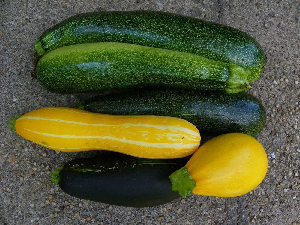 Photo of Gourds, Squashes and Pumpkins (Cucurbita) uploaded by Newyorkrita
