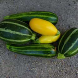 Location: Long Island, NY 
Date: 2015-07-17
Striped and yellow squashes.