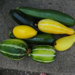 Location: Long Island, NY 
Date: 2015-07-28
Summer squashes.
