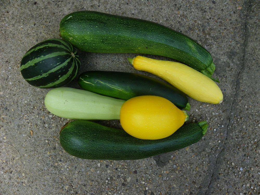 Photo of Gourds, Squashes and Pumpkins (Cucurbita) uploaded by Newyorkrita
