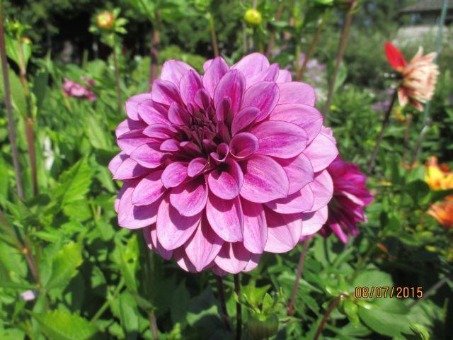 Photo of Dahlia 'Blue Bell' uploaded by Oberon46