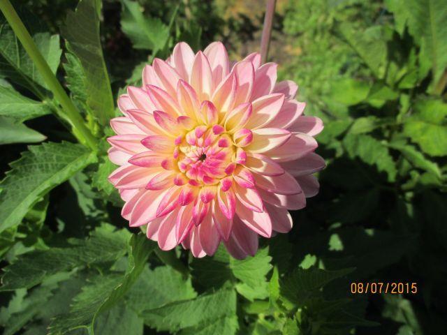Photo of Dahlia 'Valley Porcupine' uploaded by Oberon46