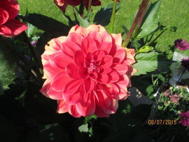 Photo of Dahlia 'Nonette' uploaded by Oberon46