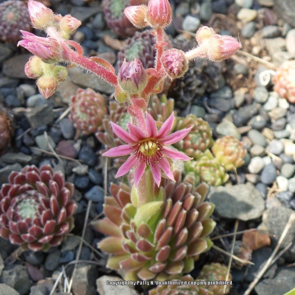Photo of Hen and Chicks (Sempervivum 'Averil') uploaded by Patty