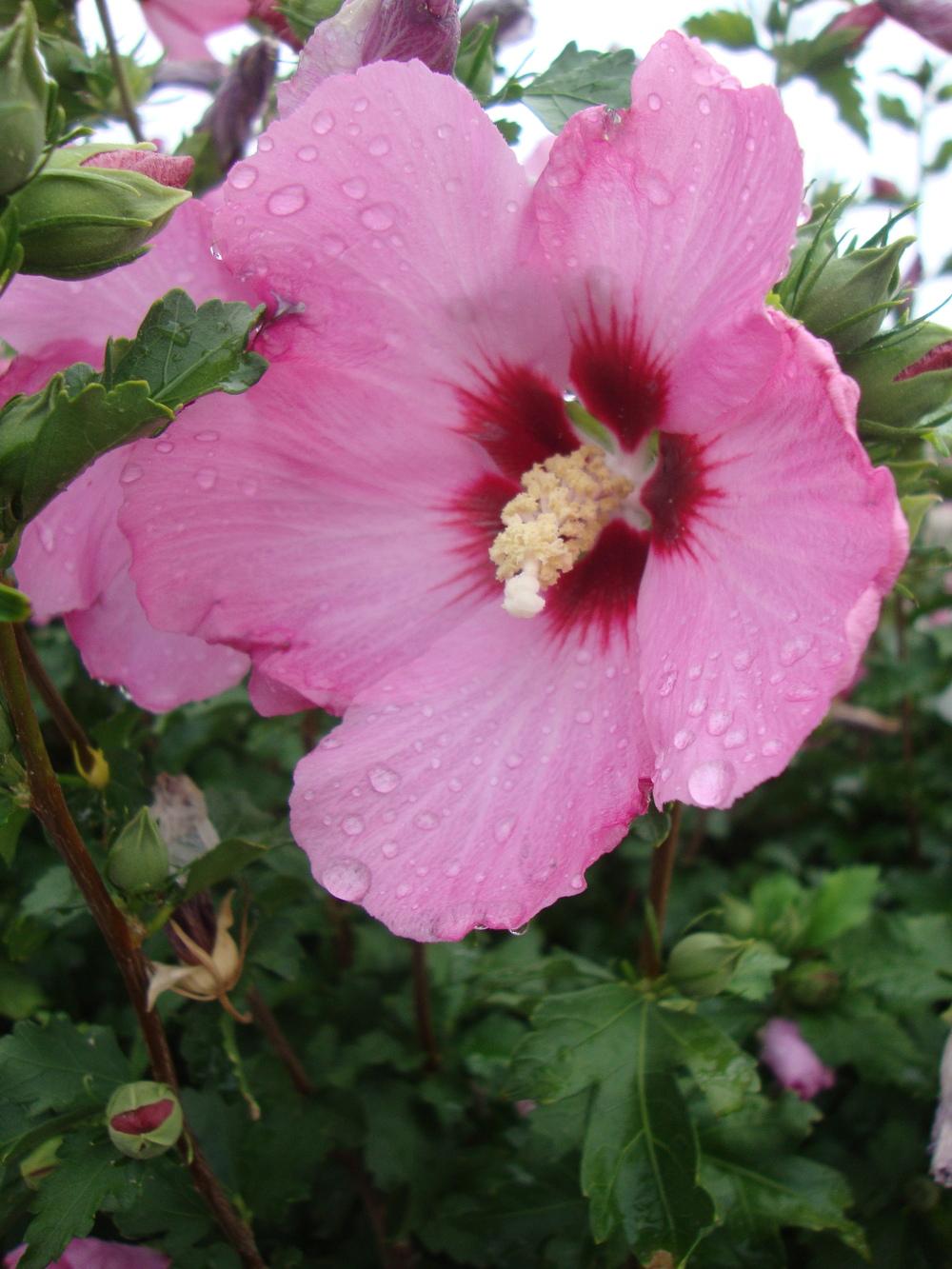 Photo of Roses of Sharon (Hibiscus syriacus) uploaded by Paul2032