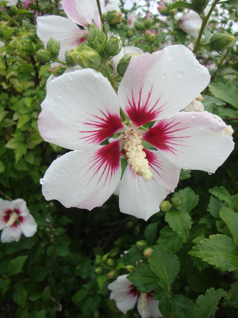 Photo of Roses of Sharon (Hibiscus syriacus) uploaded by Paul2032