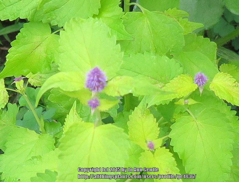 Photo of Anise Hyssop (Agastache foeniculum 'Golden Jubilee') uploaded by ge1836