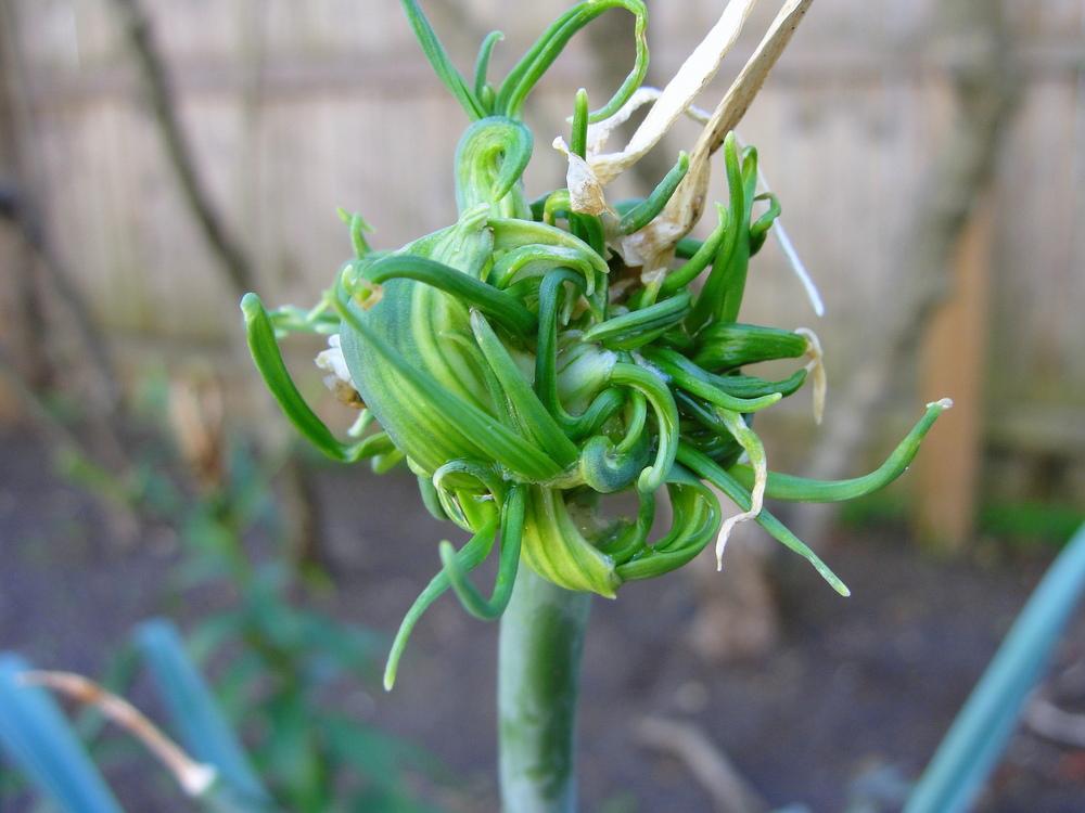 Photo of Leeks (Allium ampeloprasum) uploaded by keithp2012