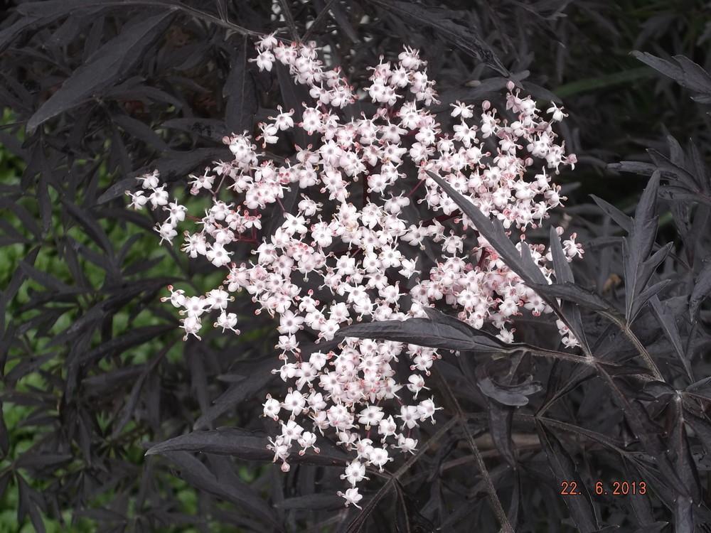 Photo of Elderberry (Sambucus nigra Black Lace™) uploaded by linjarvis