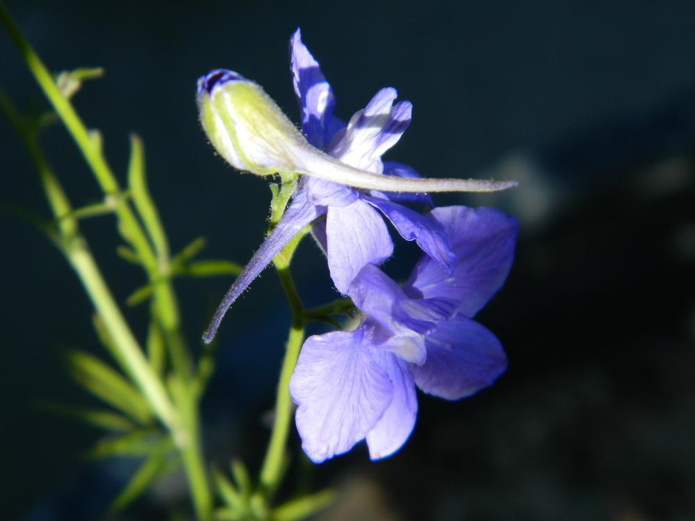 Photo of Larkspur (Consolida ajacis) uploaded by wildflowers