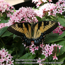 Location: Georgia, USA
Date: Summer
#Pollination - The Tiger Swallowtail Butterflies are regularly vi