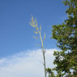 Location: Southwest Florida
This bloomstalk is now appr. 15 ft tall. First buds just opening.