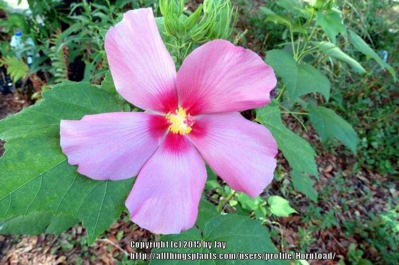 Photo of Hibiscus (Hibiscus paramutabilis) uploaded by Horntoad