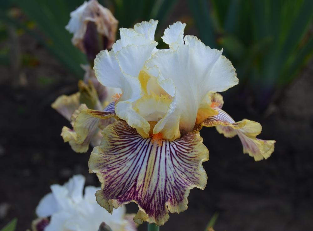 Photo of Tall Bearded Iris (Iris 'Insaniac') uploaded by KentPfeiffer