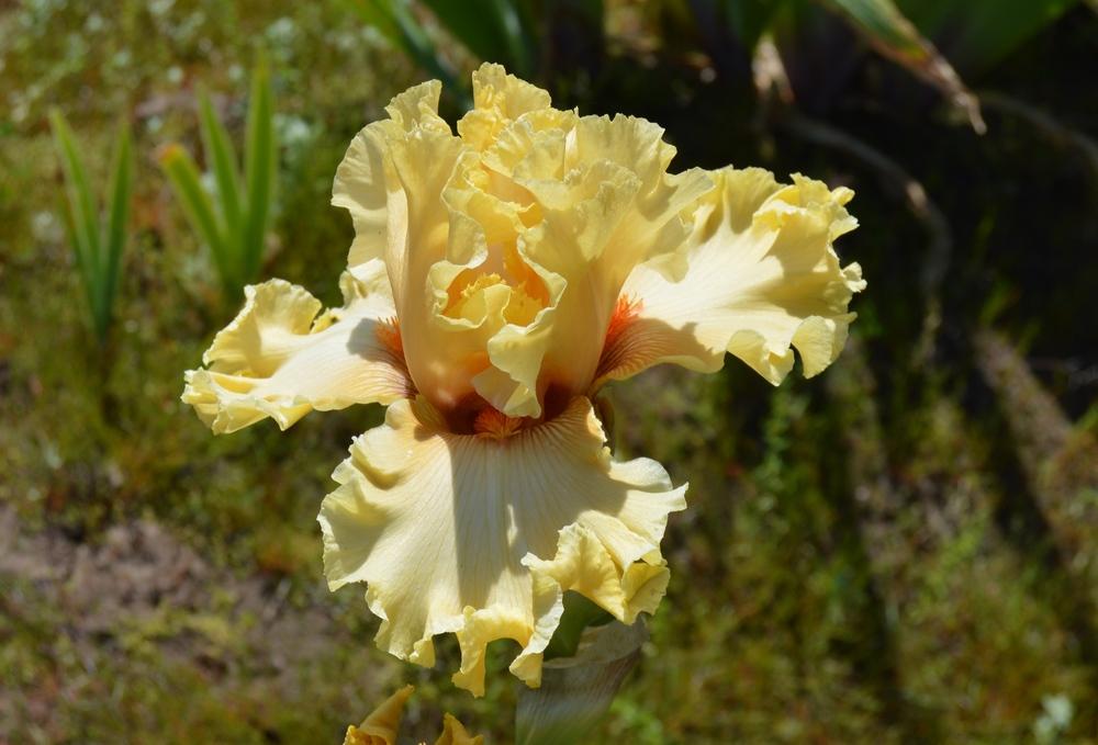 Photo of Tall Bearded Iris (Iris 'In Beauty') uploaded by KentPfeiffer