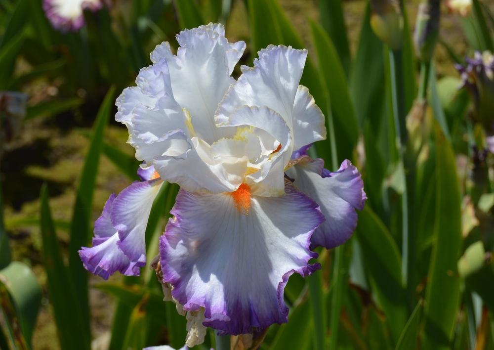 Photo of Tall Bearded Iris (Iris 'In the Loop') uploaded by KentPfeiffer