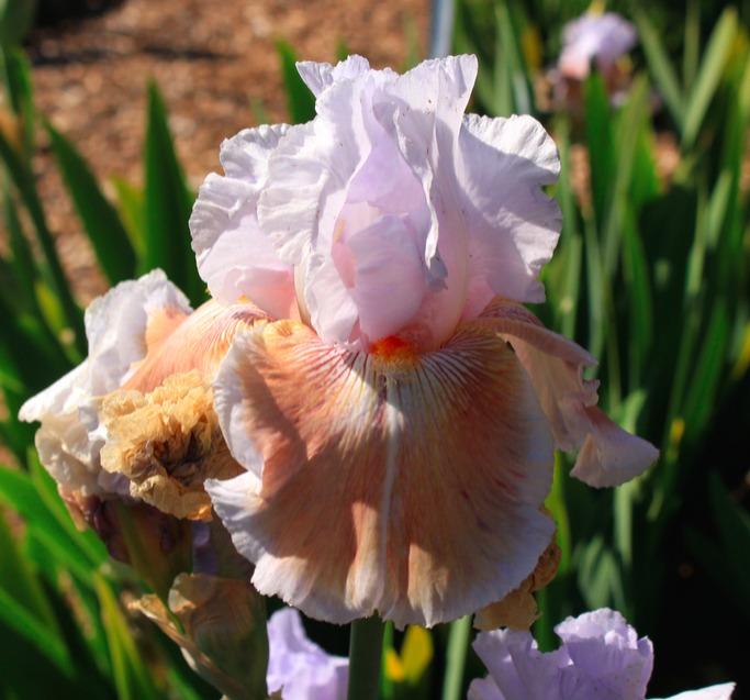 Photo of Tall Bearded Iris (Iris 'Chocolate Soup') uploaded by Moiris