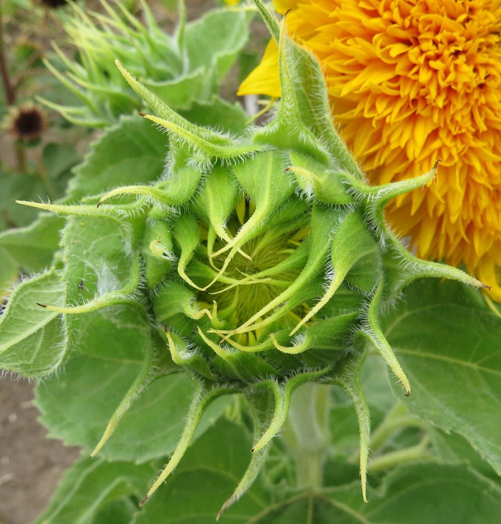 Photo of Dwarf Sunflower (Helianthus annuus 'Teddy Bear') uploaded by Natalie