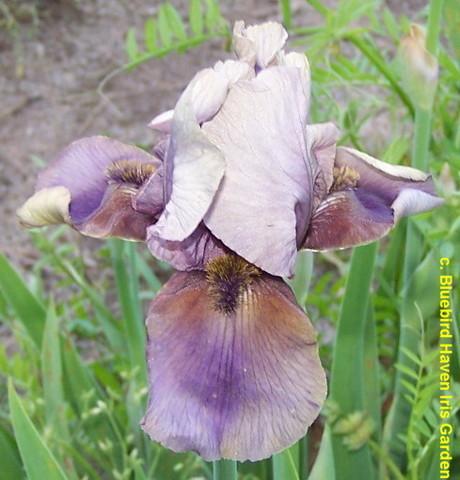 Photo of Border Bearded Iris (Iris 'Jungle Shadows') uploaded by Calif_Sue