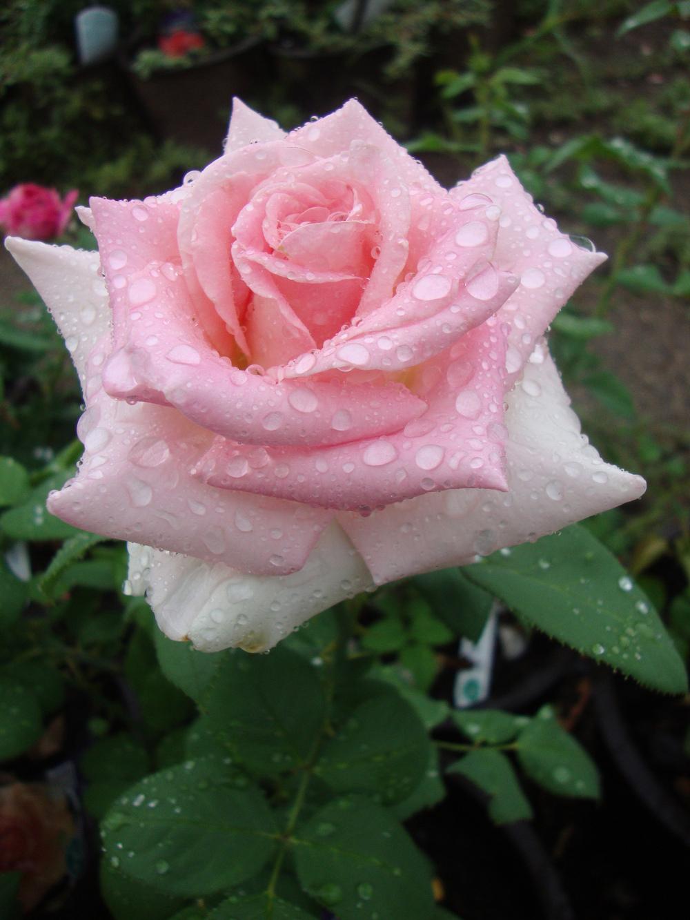 Photo of Rose (Rosa 'Falling in Love') uploaded by Paul2032