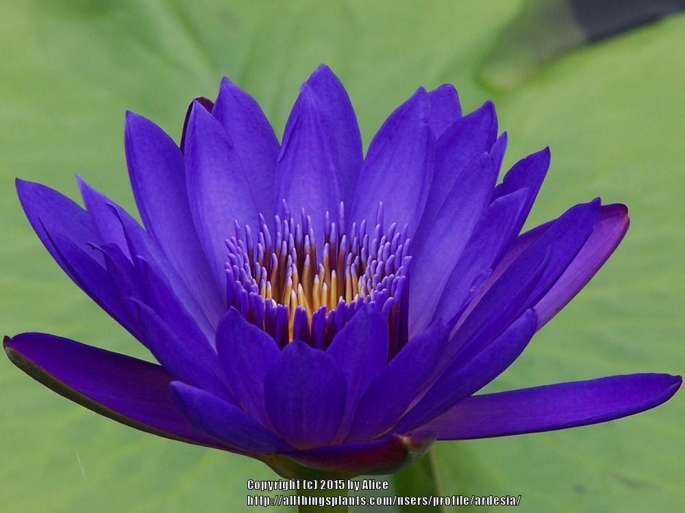 Photo of Blue Lotus of the Nile Lily (Nymphaea nouchali var. caerulea) uploaded by ardesia