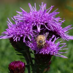 Location: My Garden, Utah
Date: 2015-08-08
#Pollination