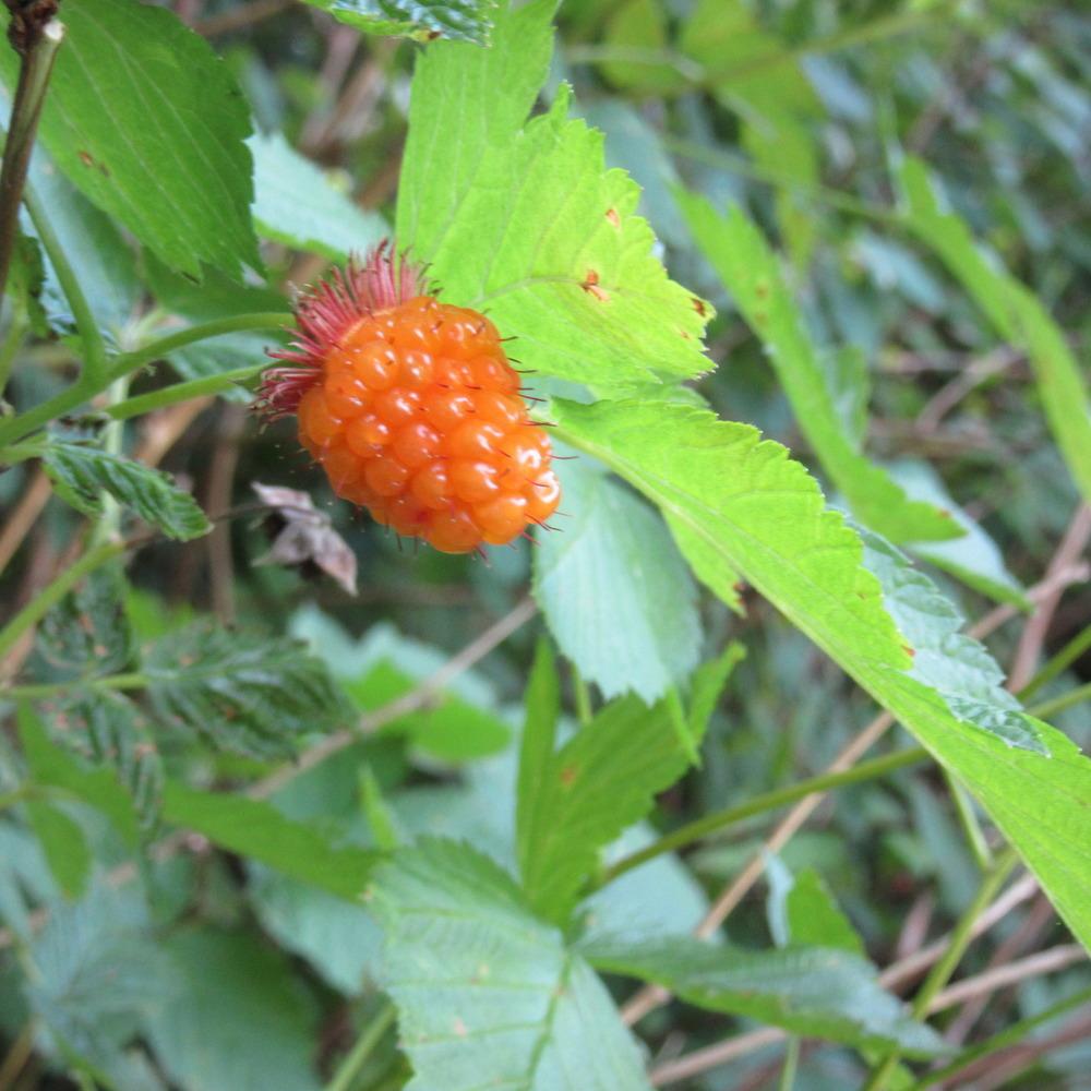 Photo of Salmonberry (Rubus spectabilis) uploaded by Bonehead