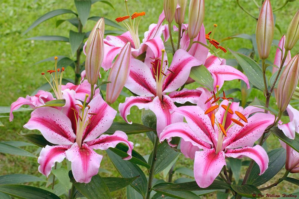 Photo of Lily (Lilium 'Raspberry Ribbons') uploaded by William