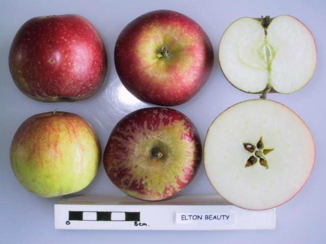 Photo of Apple (Malus domestica 'Elton Beauty') uploaded by robertduval14