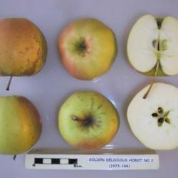 
UK National Fruit Collection photo