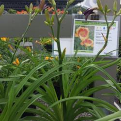 Location: SE Michigan
Date: 2015-07-25
This is taken at a nursery that had this particular cultivar. (Ig
