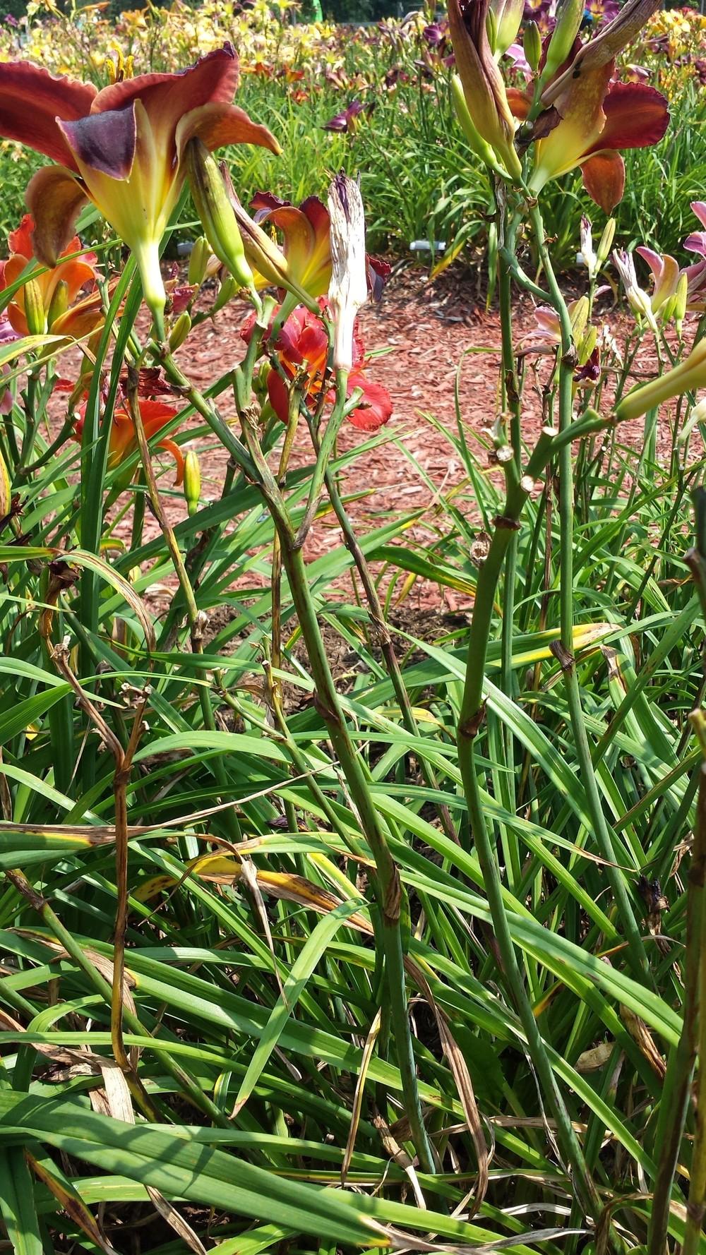 Photo of Daylily (Hemerocallis 'Salieri') uploaded by DogsNDaylilies