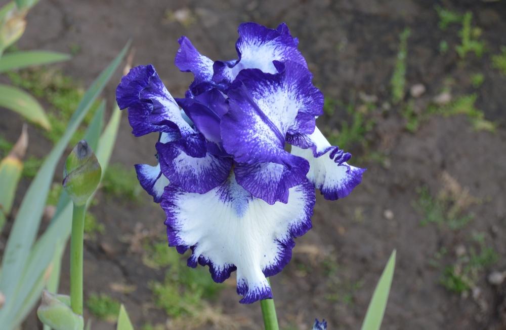 Photo of Tall Bearded Iris (Iris 'Liberty Classic') uploaded by KentPfeiffer